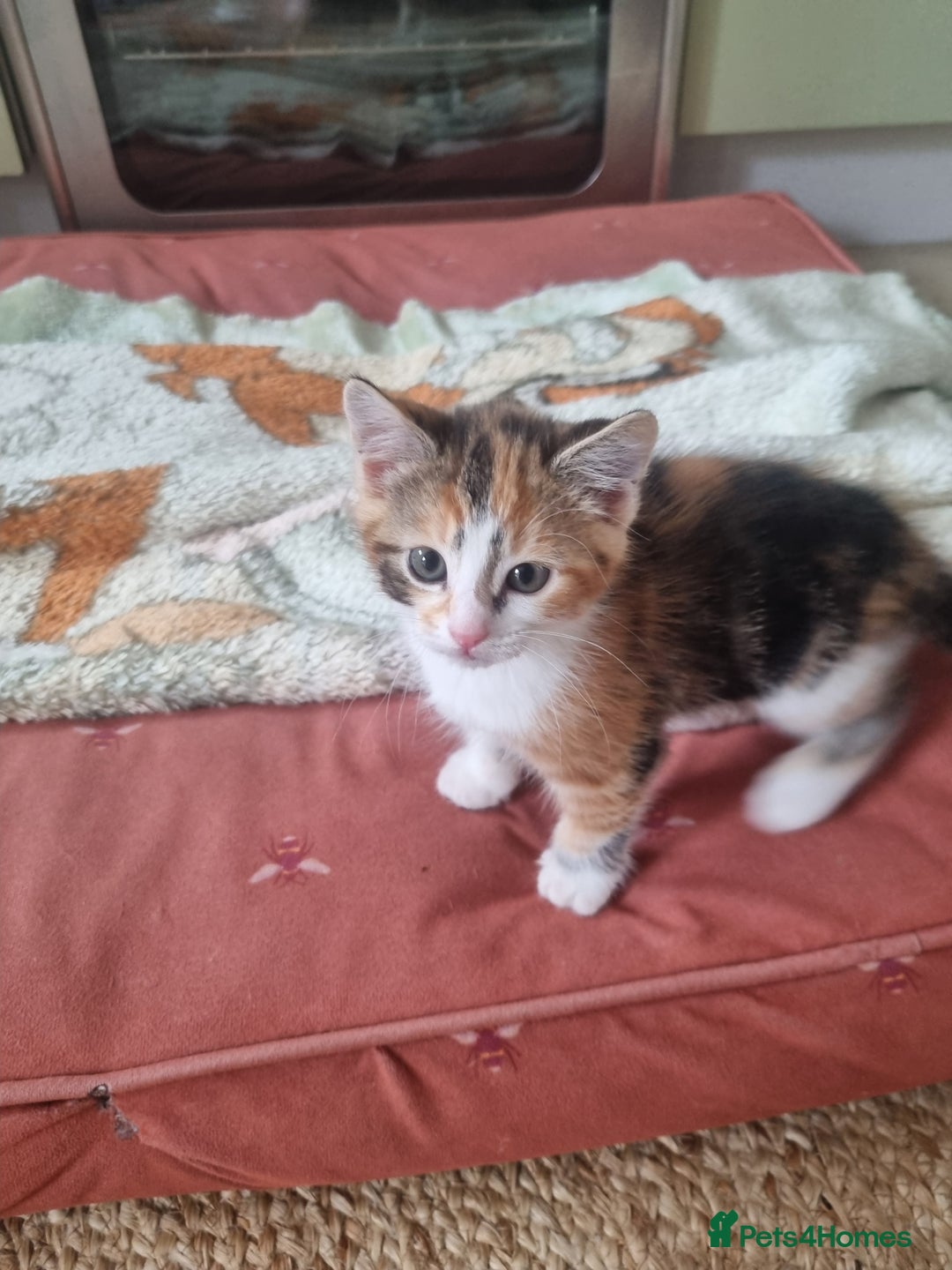 Mixed Breed cats for sale: Playful kittens dog savvy - Image 7