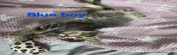 Mixed Breed cats for sale: Beautiful kittens looking for their forever homes  - Advert 20
