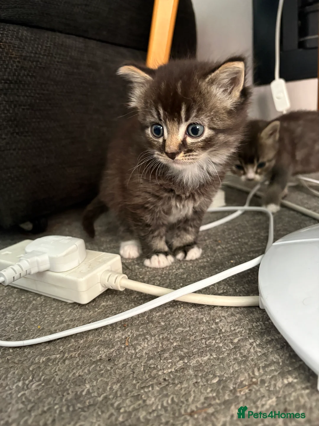 Mixed Breed cats for sale: Beautiful Girl and Boy kitten  - Advert 2
