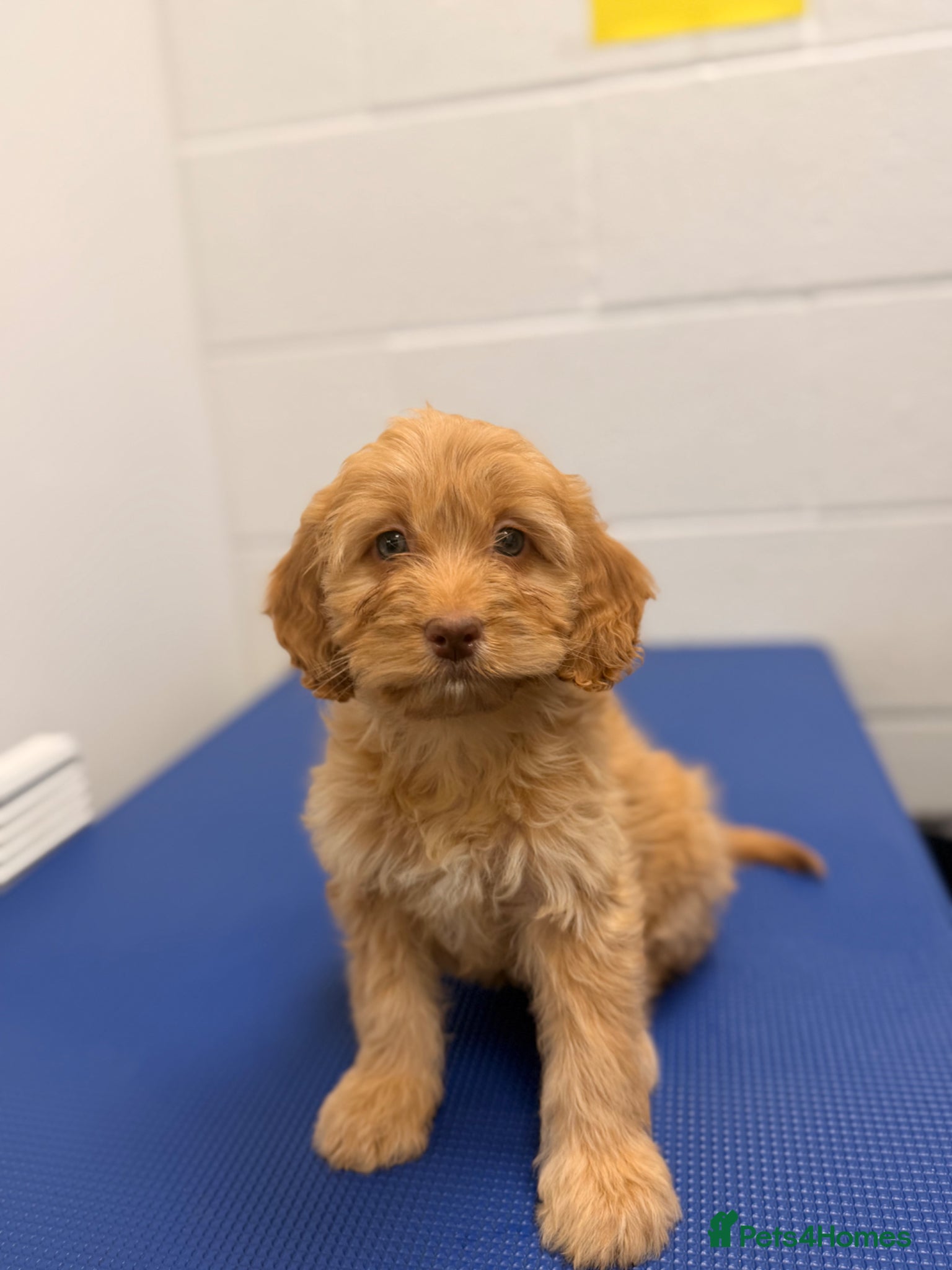 Cockapoo dogs Stunning F1 Cockerpoos🧸 - Advert 2
