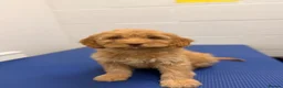 Cockapoo dogs for sale: Stunning F1 Cockerpoos🧸 - Advert 2