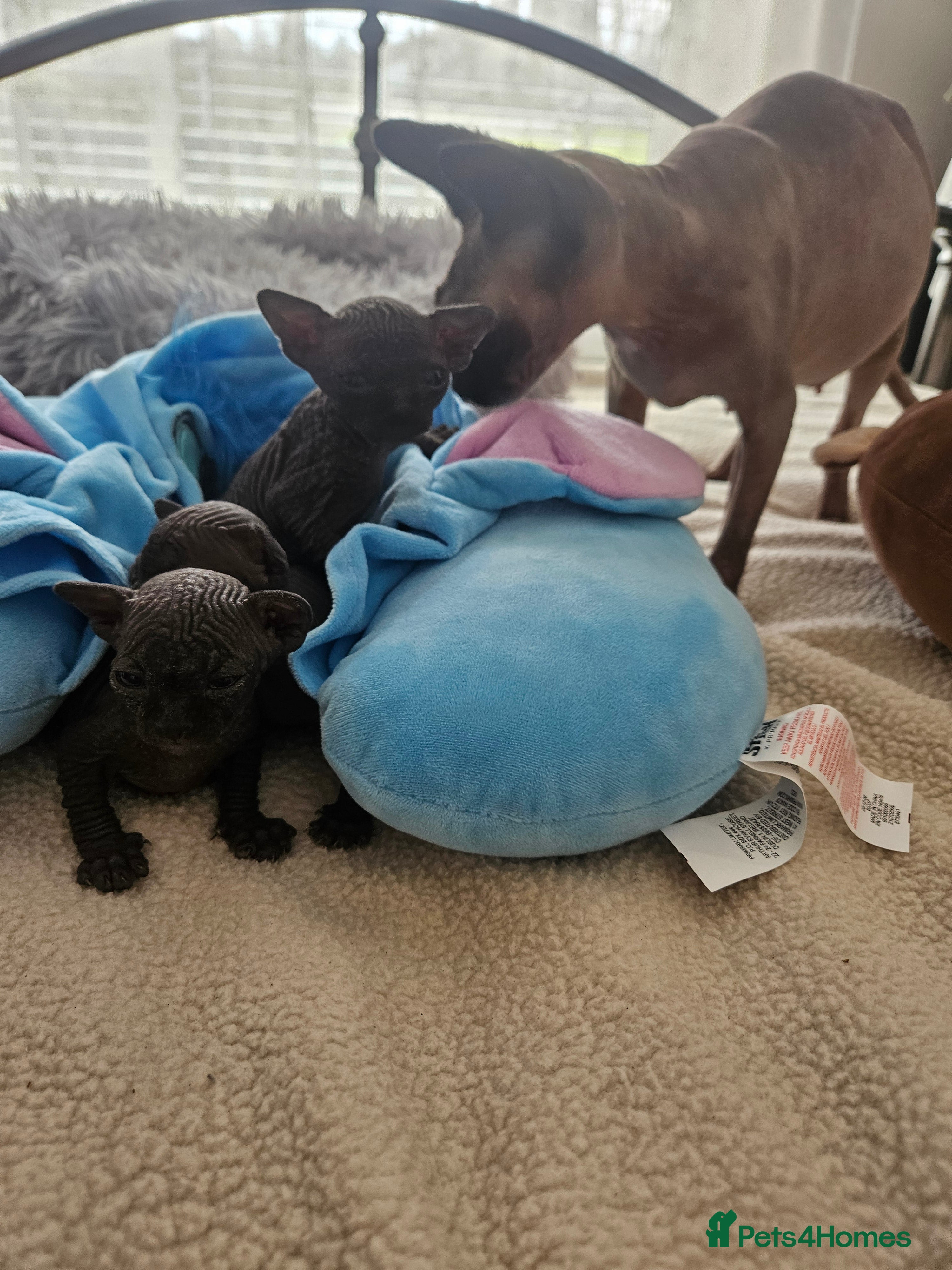 Sphynx cats Sphyx kittens - Advert 3