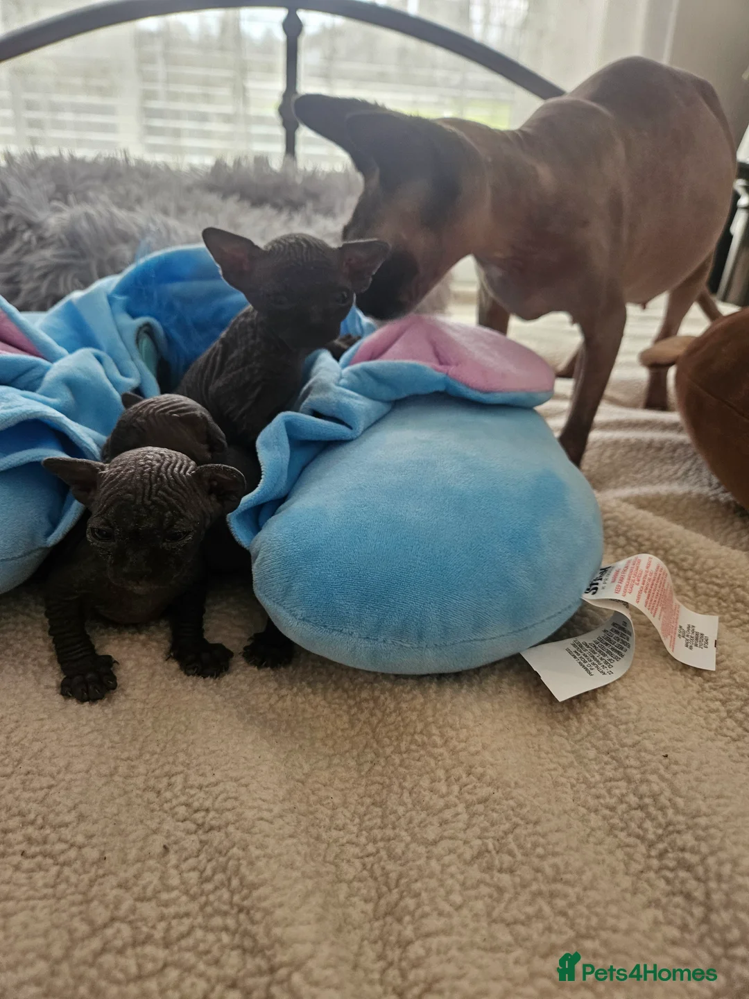 Sphynx cats for sale: Sphyx kittens in Crumlin - Advert 1