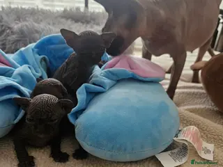 Sphynx cats Sphyx kittens - Advert 3