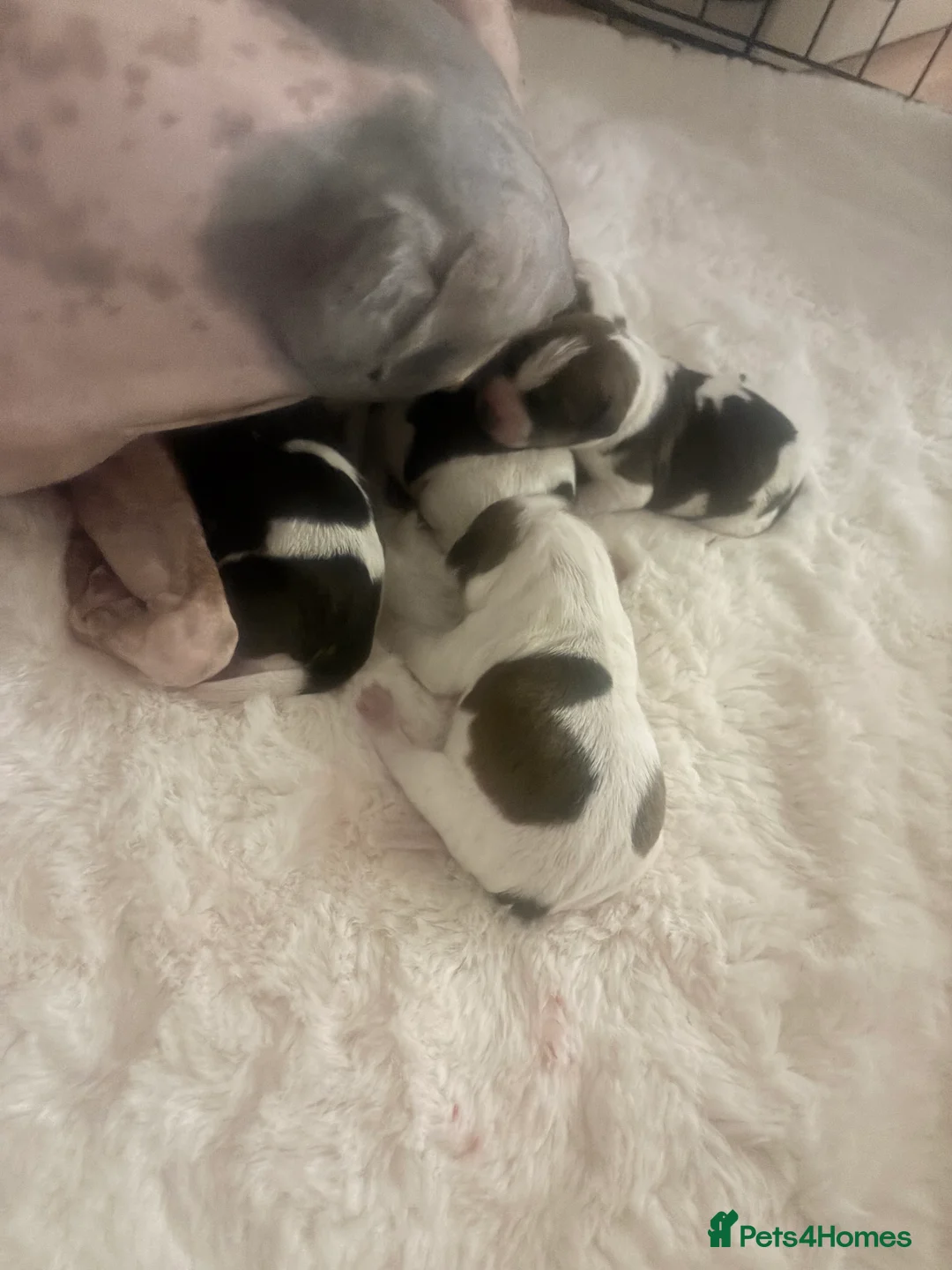 Plummer Terrier dogs for sale: Plummer terrier / American hairless terrier  - Advert 2