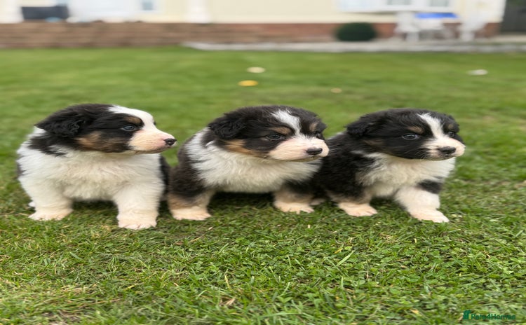 Australian Shepherd dogs - Advert 2