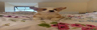 Pant yr Wyn Fergi