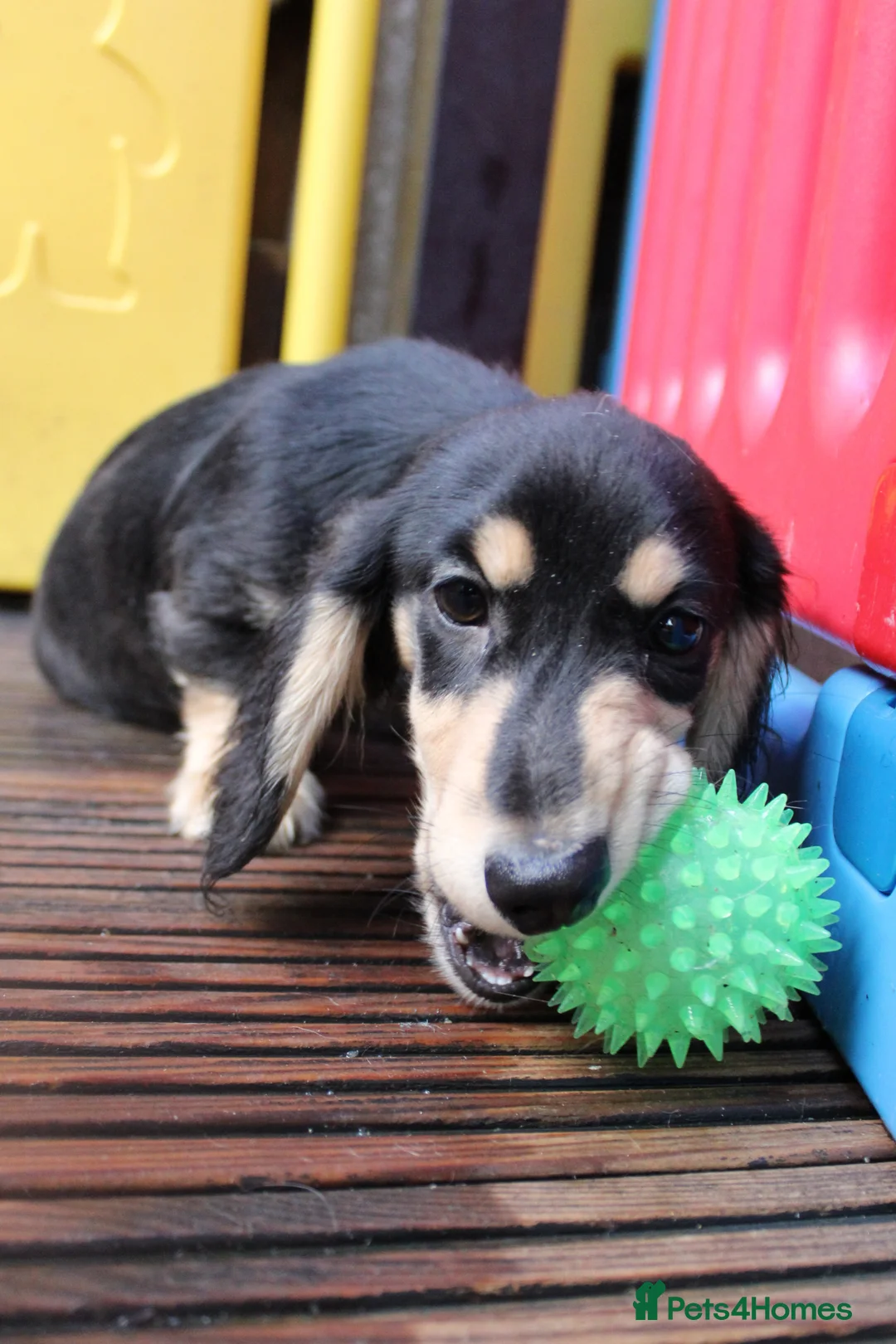 Miniature Dachshund dogs for sale: Long hair  - Advert 9