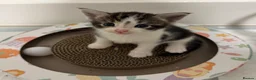 Maine Coon cats for sale: Maine Coon cross kittens in York - Advert 8