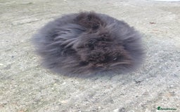 Lionhead rabbits for sale: Doublemane Lionhead - Image 4