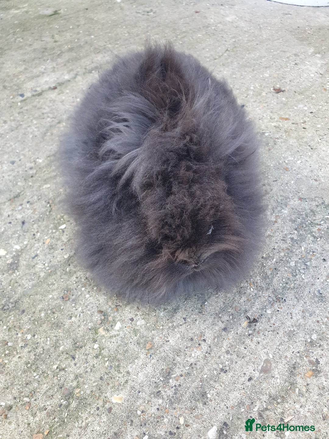 Lionhead rabbits for sale: Doublemane Lionhead - Image 4
