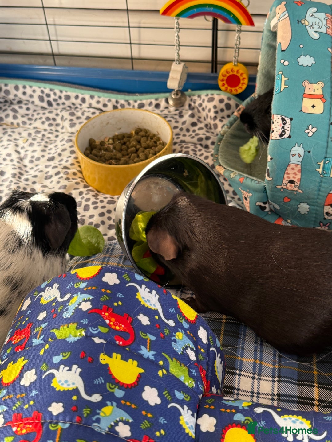 Guinea Pig rodents for sale: Male guinea pig  - Image 6