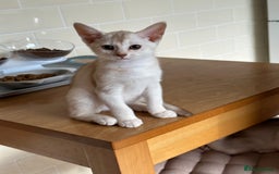 Abyssinian cats for sale: Pedigree Silver Abyssinian kittens - Image 17