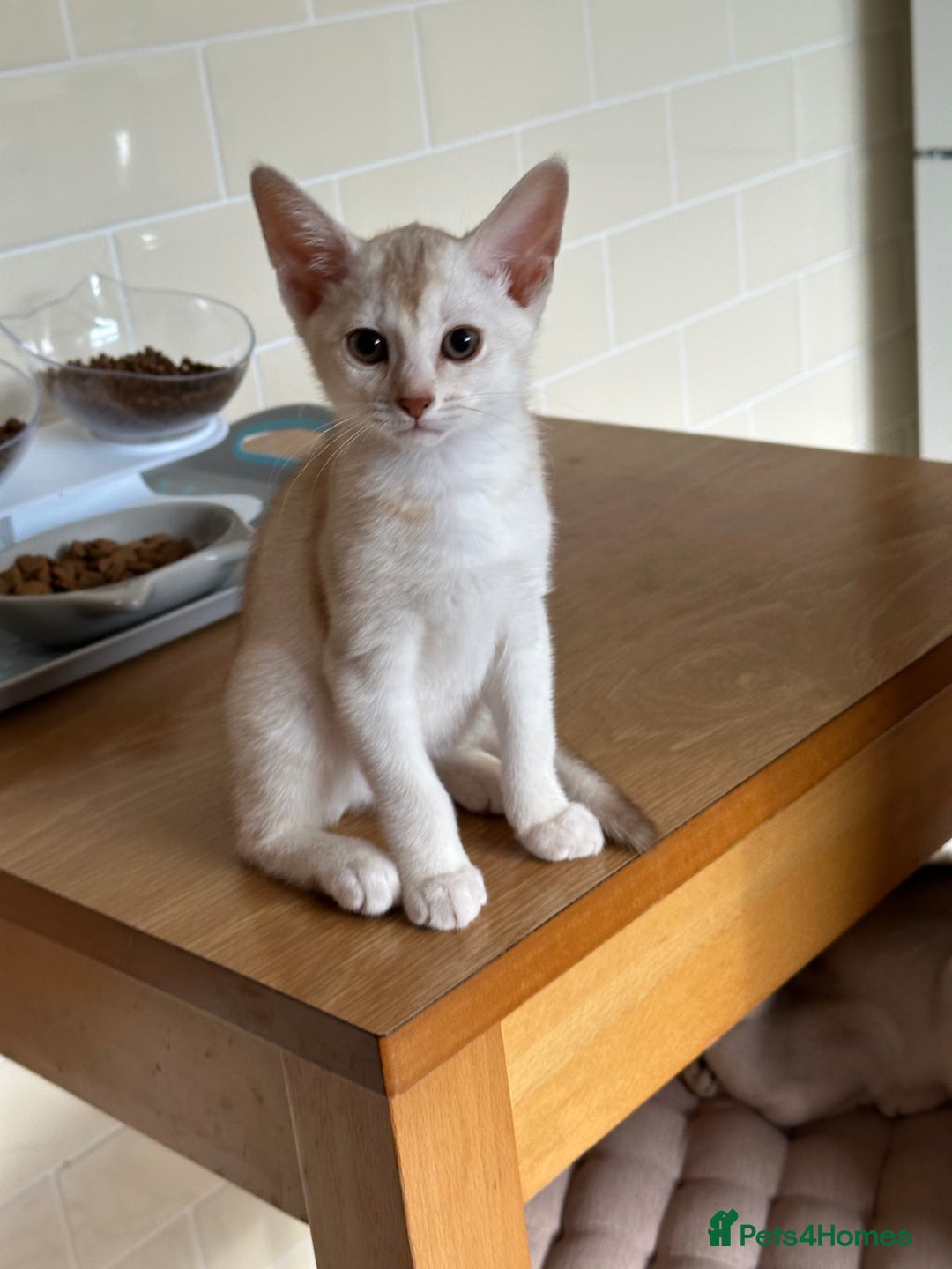Abyssinian cats for sale: Pedigree Silver Abyssinian kittens - Image 17