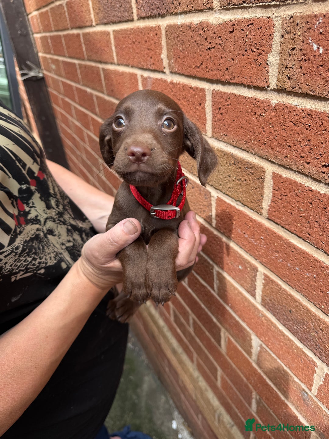 Mixed Breed dogs for sale: Cocker/ Patterdale  - Image 8