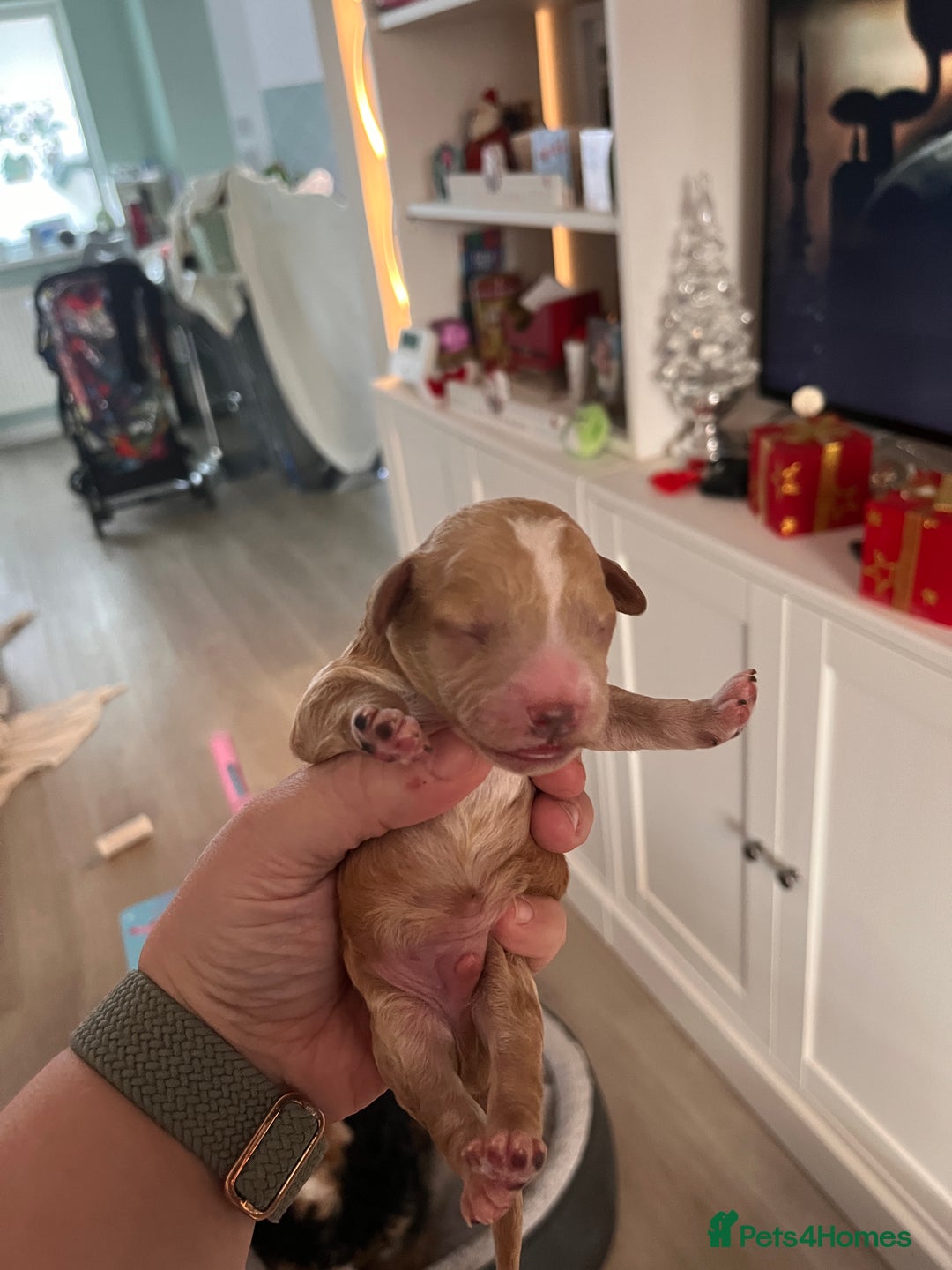 Cockapoo dogs for sale: Adorable F2 Cockapoo Puppies - Advert 2