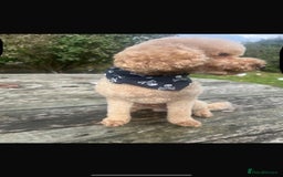 Cockapoo dogs for sale: *STUNNING F1 COCKAPOO PUPPIES* - Advert 4