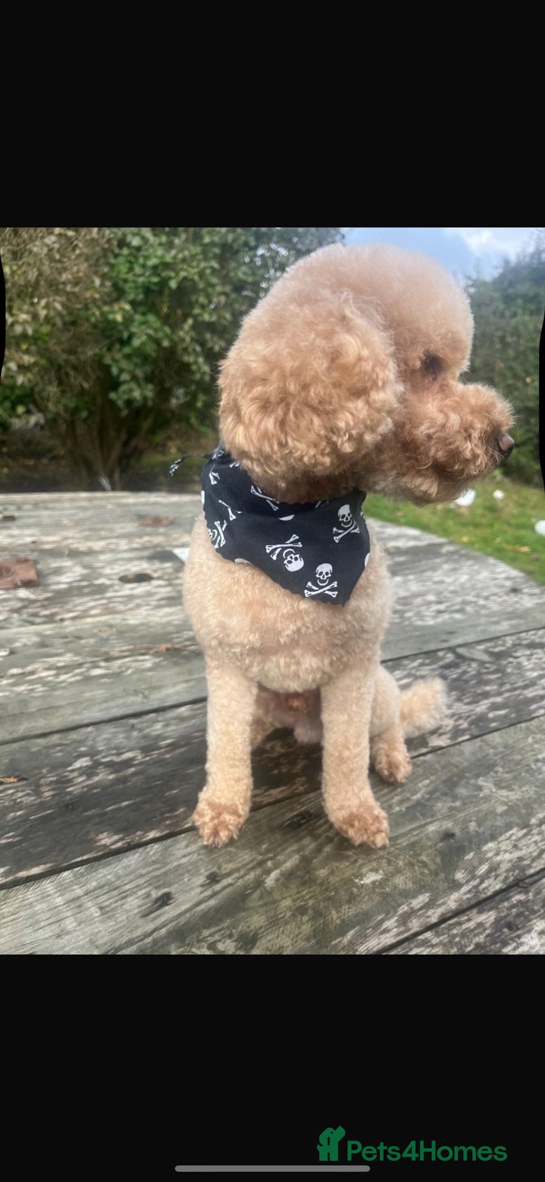 Cockapoo dogs for sale: *STUNNING F1 COCKAPOO PUPPIES* - Advert 4