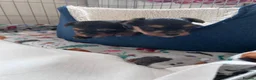 Yorkshire Terrier dogs for sale: Yorkshire Terrier puppies  - Advert 3