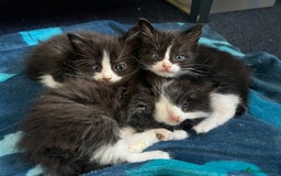 Mixed Breed cats for sale: Half Ragdoll Kitten - Image 3
