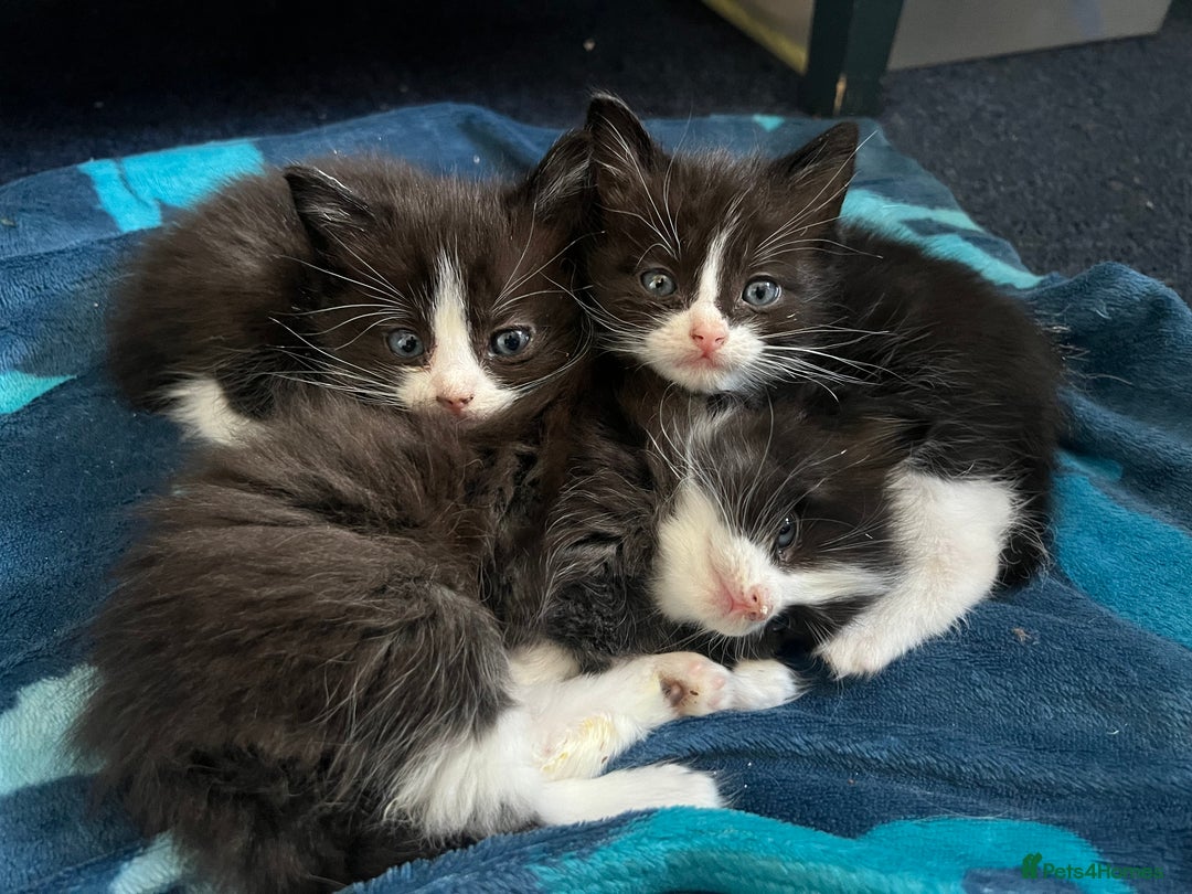 Mixed Breed cats for sale: Half Ragdoll Kitten - Image 3