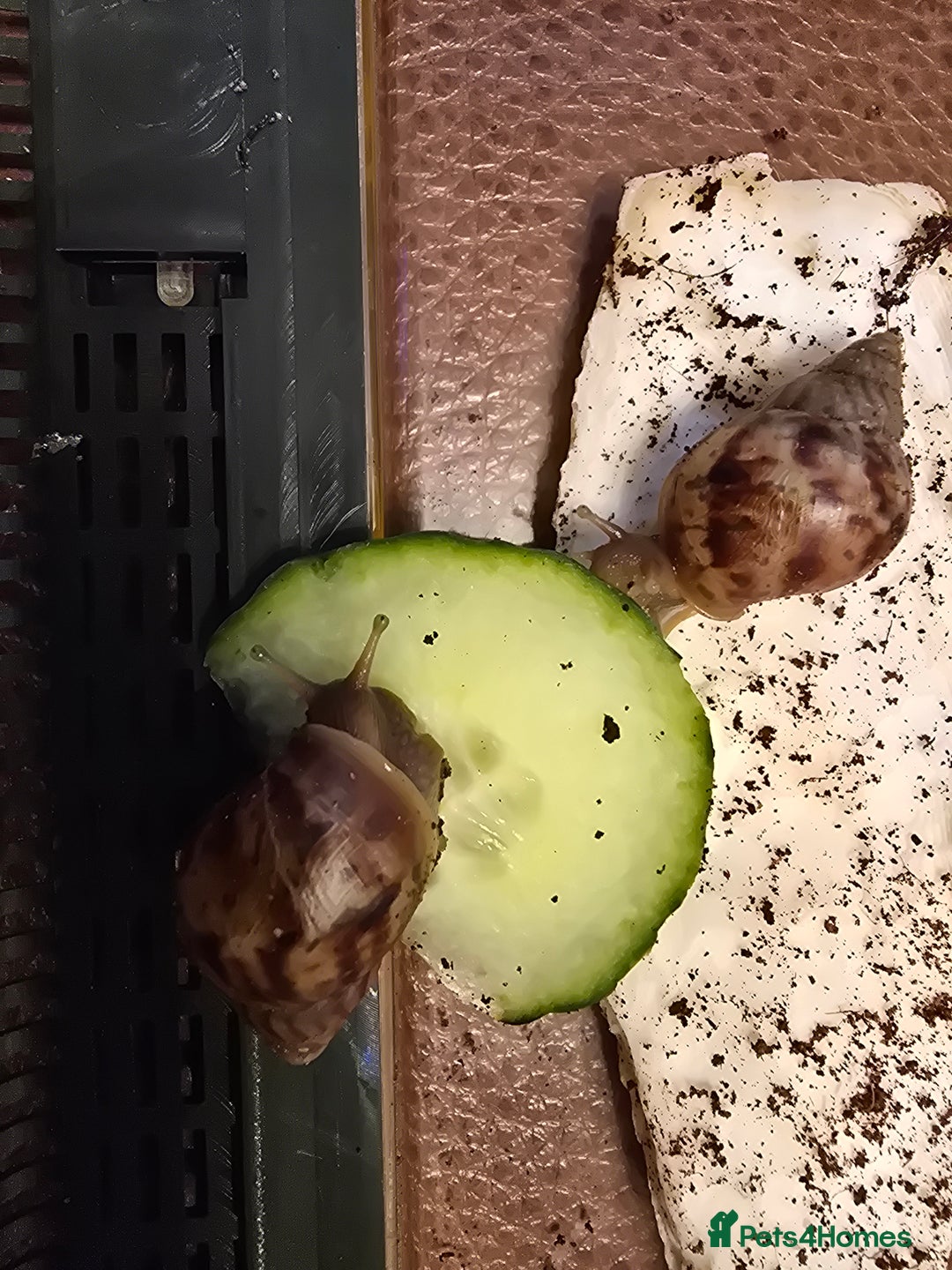 Snails invertebrates for sale: Baby giant african land snails - Image 2