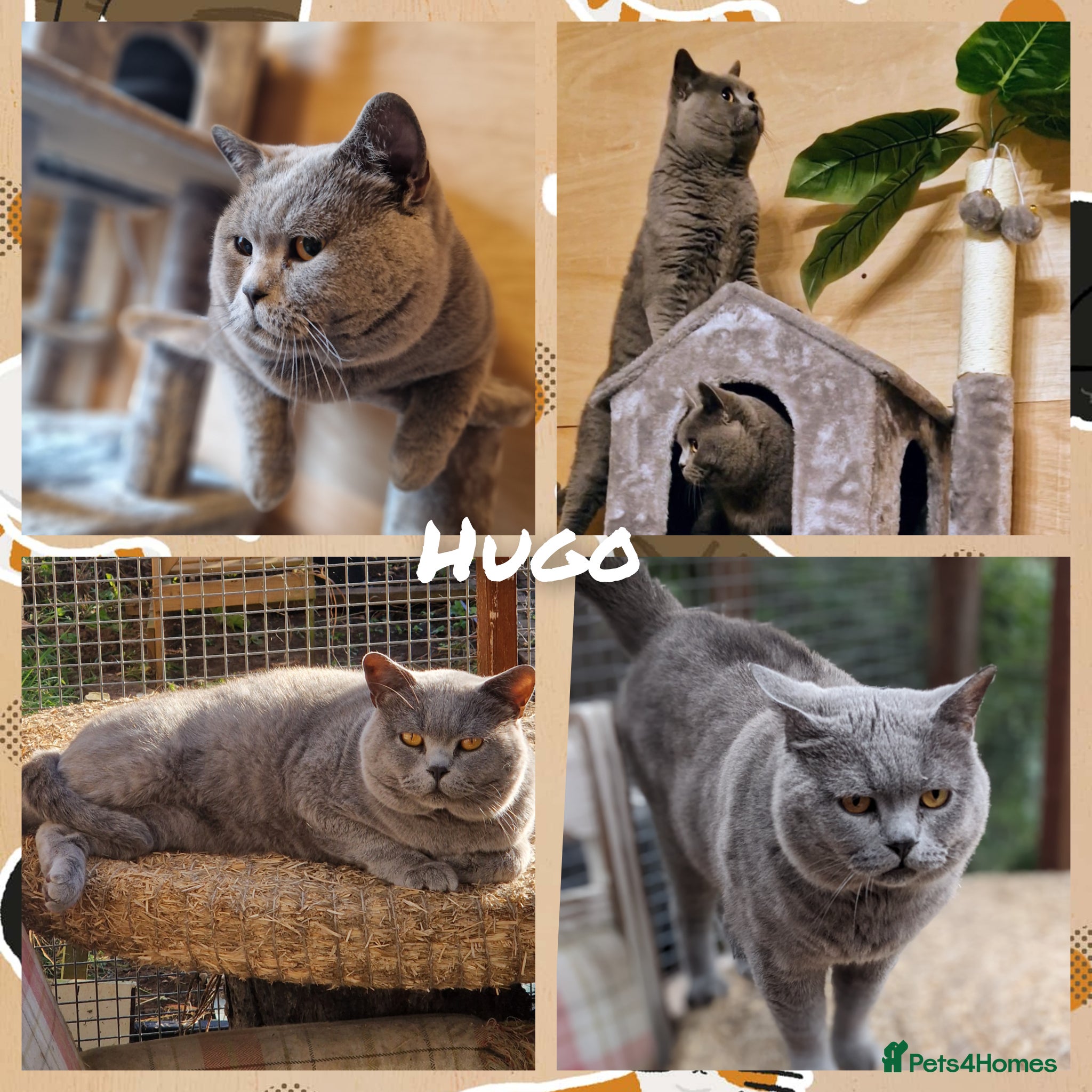 British Shorthair cats British shorthair kittens  - Advert 2