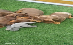 Miniature Dachshund dogs for sale: KC registered miniature dachshunds  - Image 9