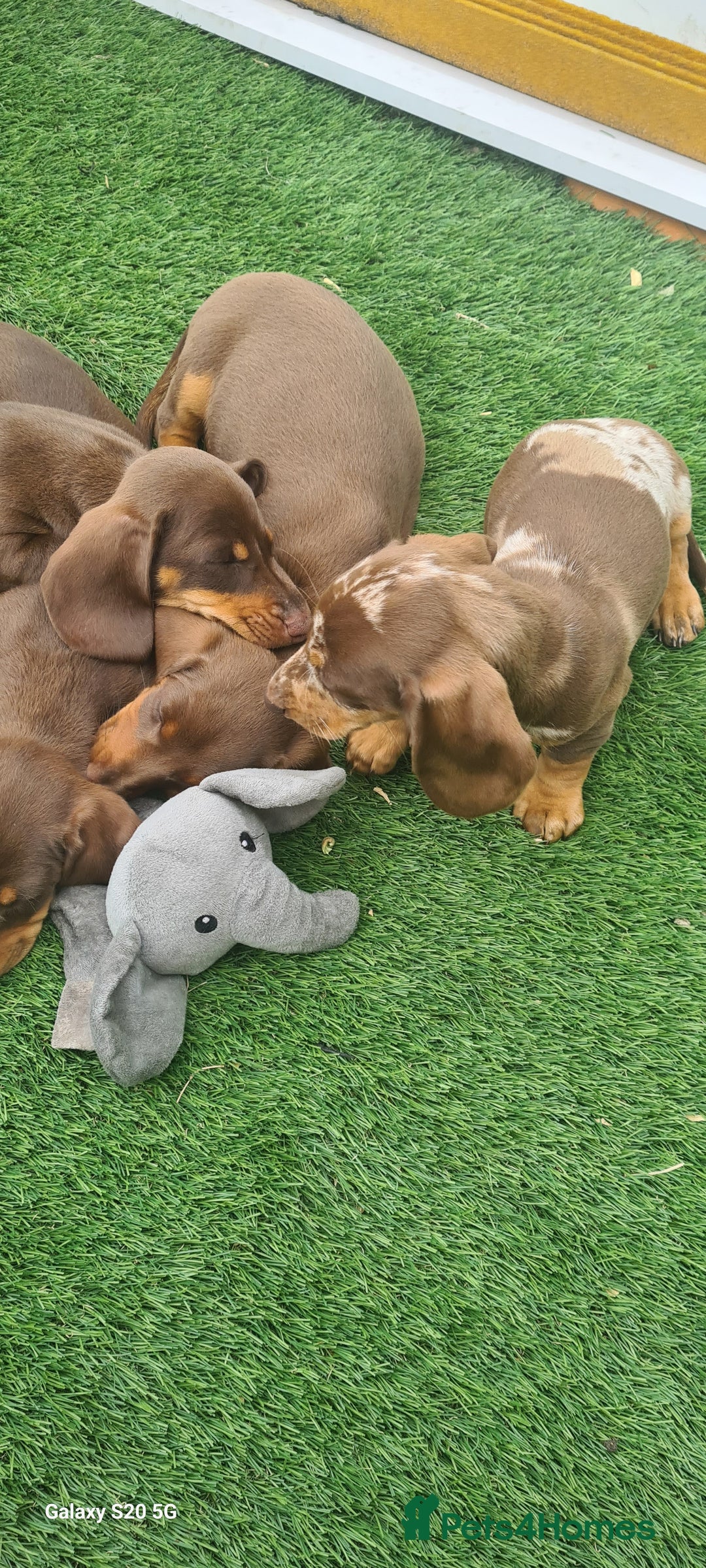 Miniature Dachshund dogs for sale: KC registered miniature dachshunds  - Image 9
