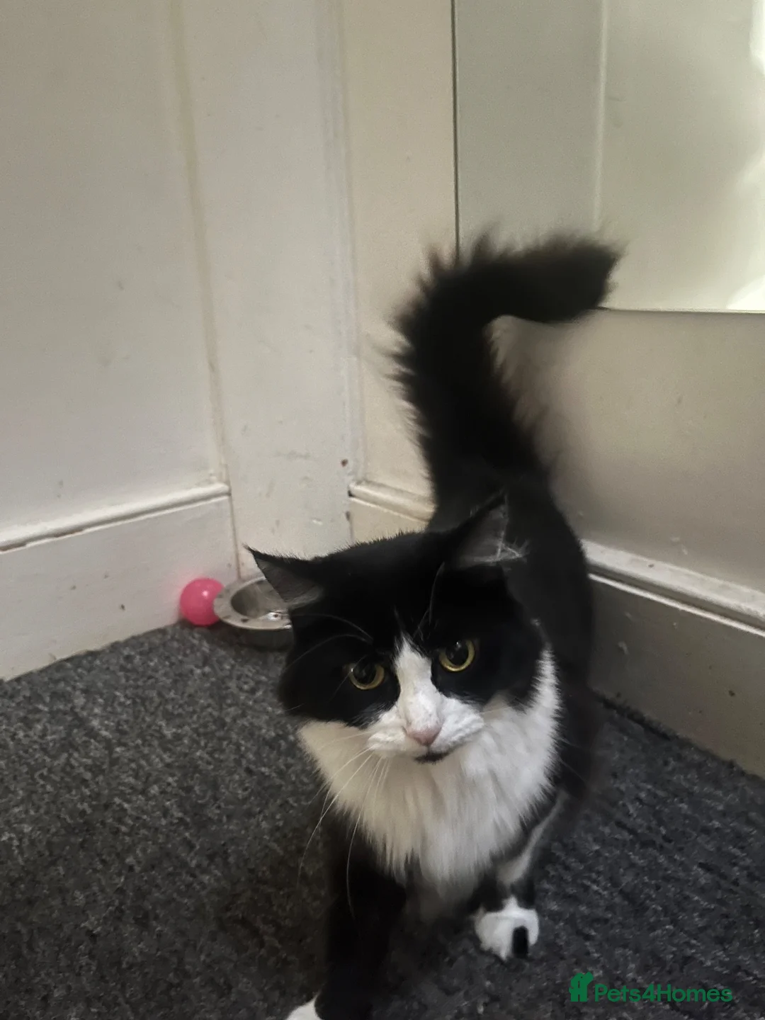 Mixed Breed cats for sale: Sylvie in Littlehampton - Advert 3