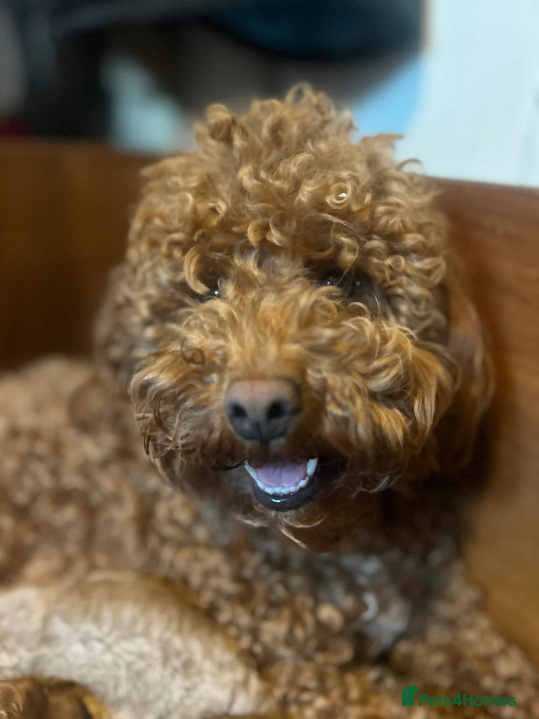 Poochon dogs for sale: Poochon Puppies —4 boys 1 girl— OXON Cotswolds - Advert 1
