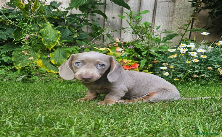 Miniature Dachshund dogs - Advert 12