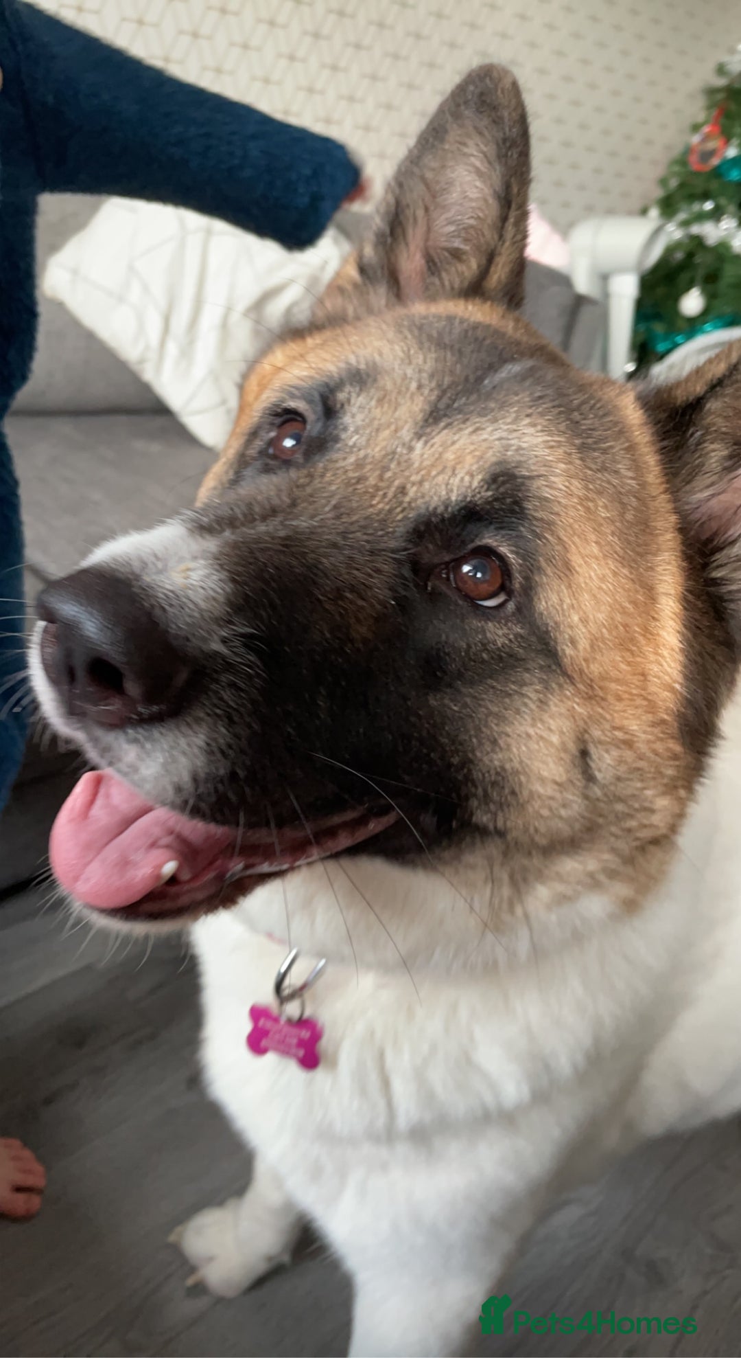 Akita dogs for sale: Akita for rehoming - Advert 1