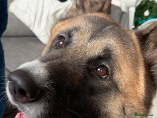 Akita dogs for sale: Akita for rehoming - Advert 1