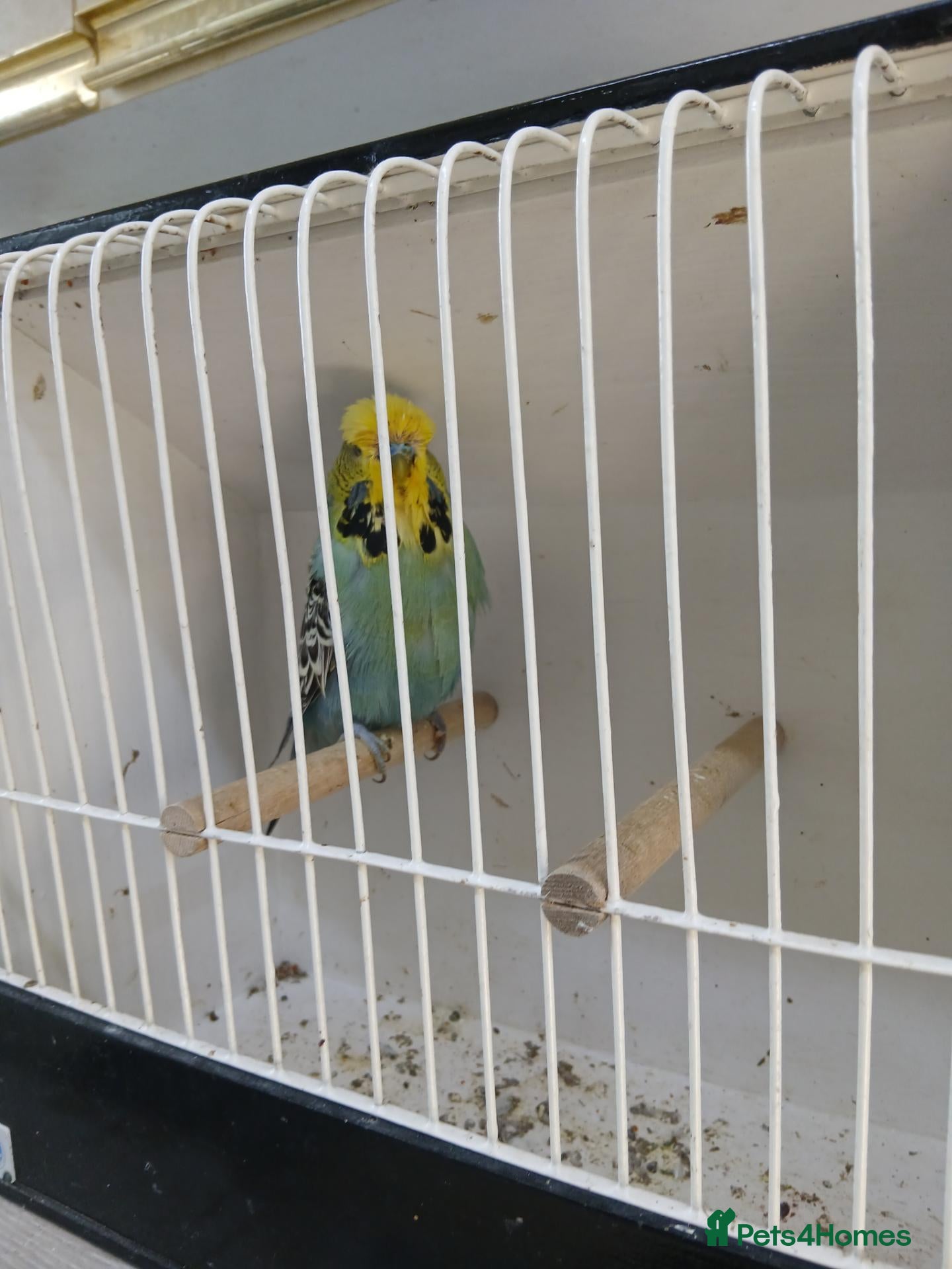 Budgerigars birds Budgerigars - Advert 15