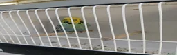 Budgerigars birds for sale: Budgerigars - Advert 1