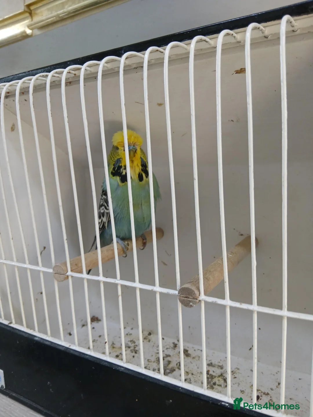 Budgerigars birds for sale: Budgerigars - Advert 1