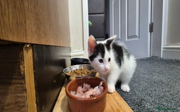 European cats for sale: Kitten for free - Image 2