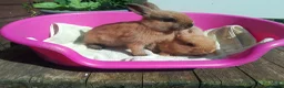 Netherland Dwarf rabbits for sale: Pretty Female and Male Netherland Dwarf Babies - Advert 6