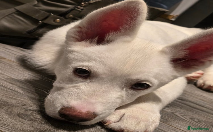 Siberian Husky dogs - Advert 12