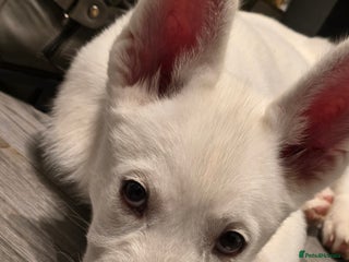 Siberian Husky dogs - Advert 14