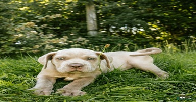 Mastiff dogs - Advert 8