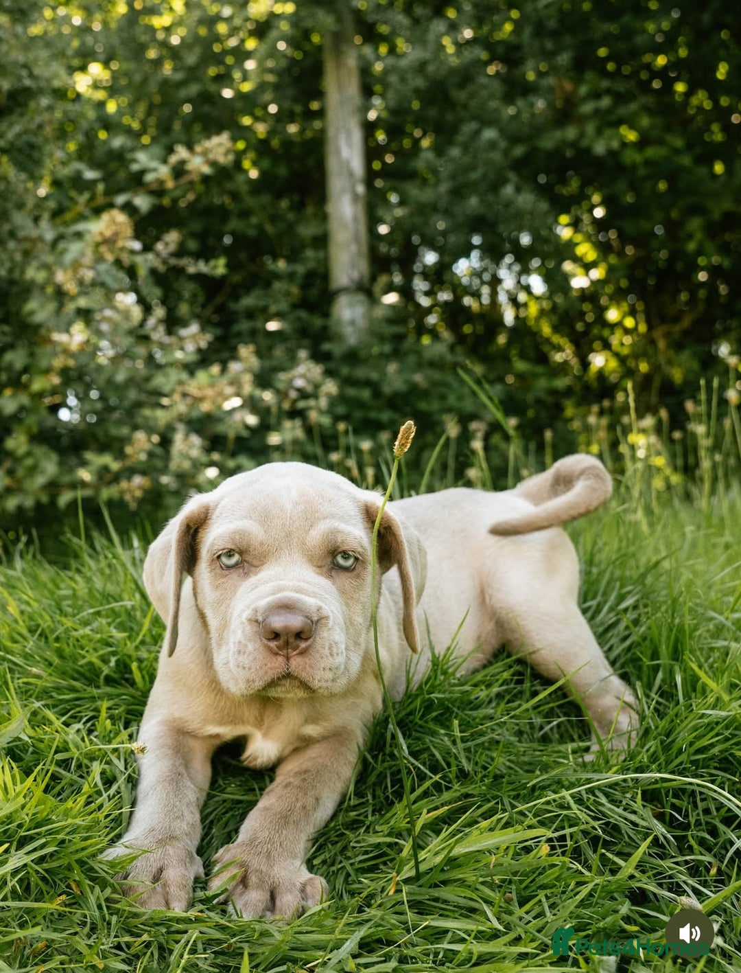 Mastiff dogs for sale: Mastiff pups  - Image 3