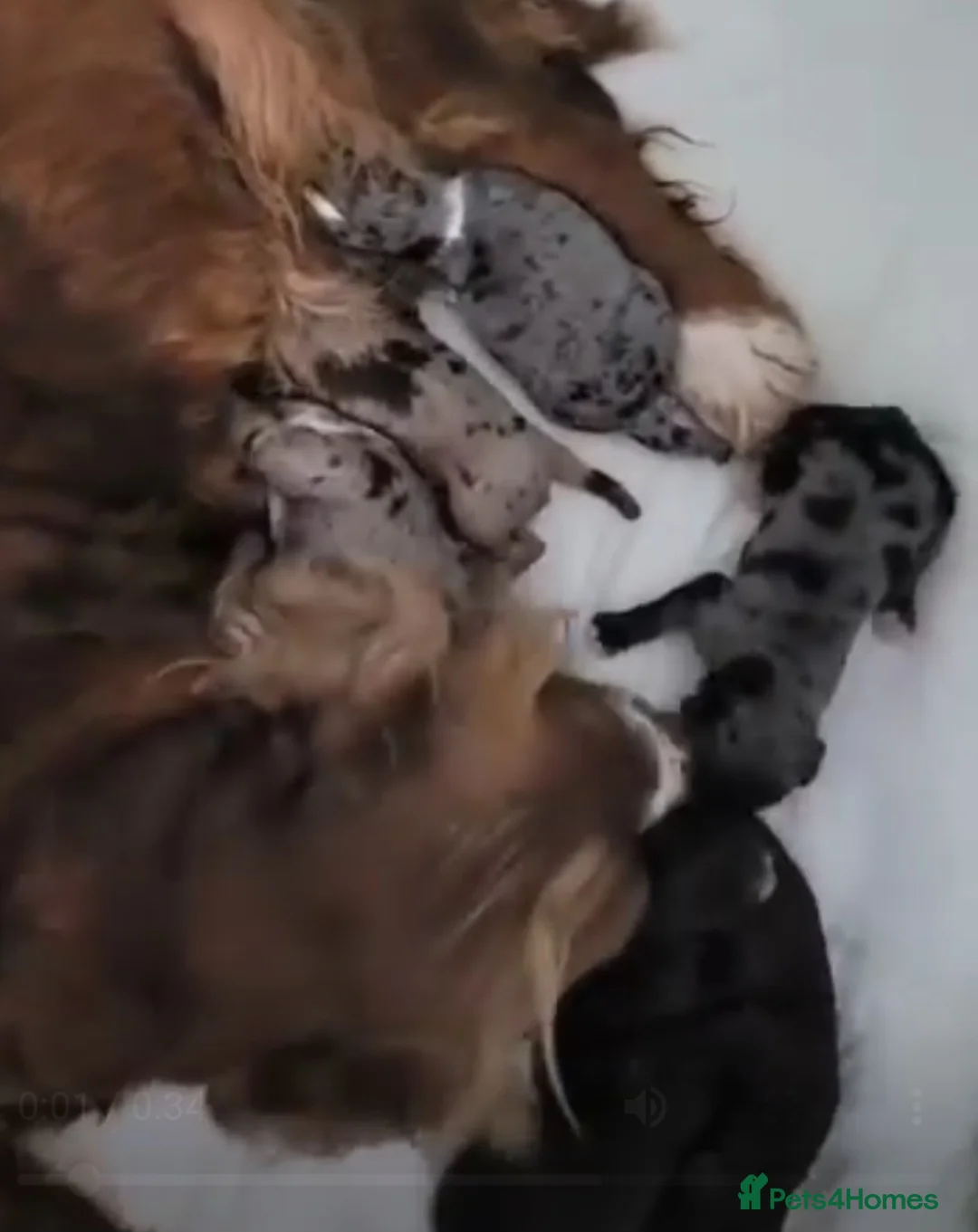 Miniature Poodle dogs for stud: DWKC  merle miniature poodle. Fully health tested  in Walsall - Advert 10