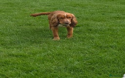 Cocker Spaniel dogs for sale: Male cocker spaniel  - Image 4