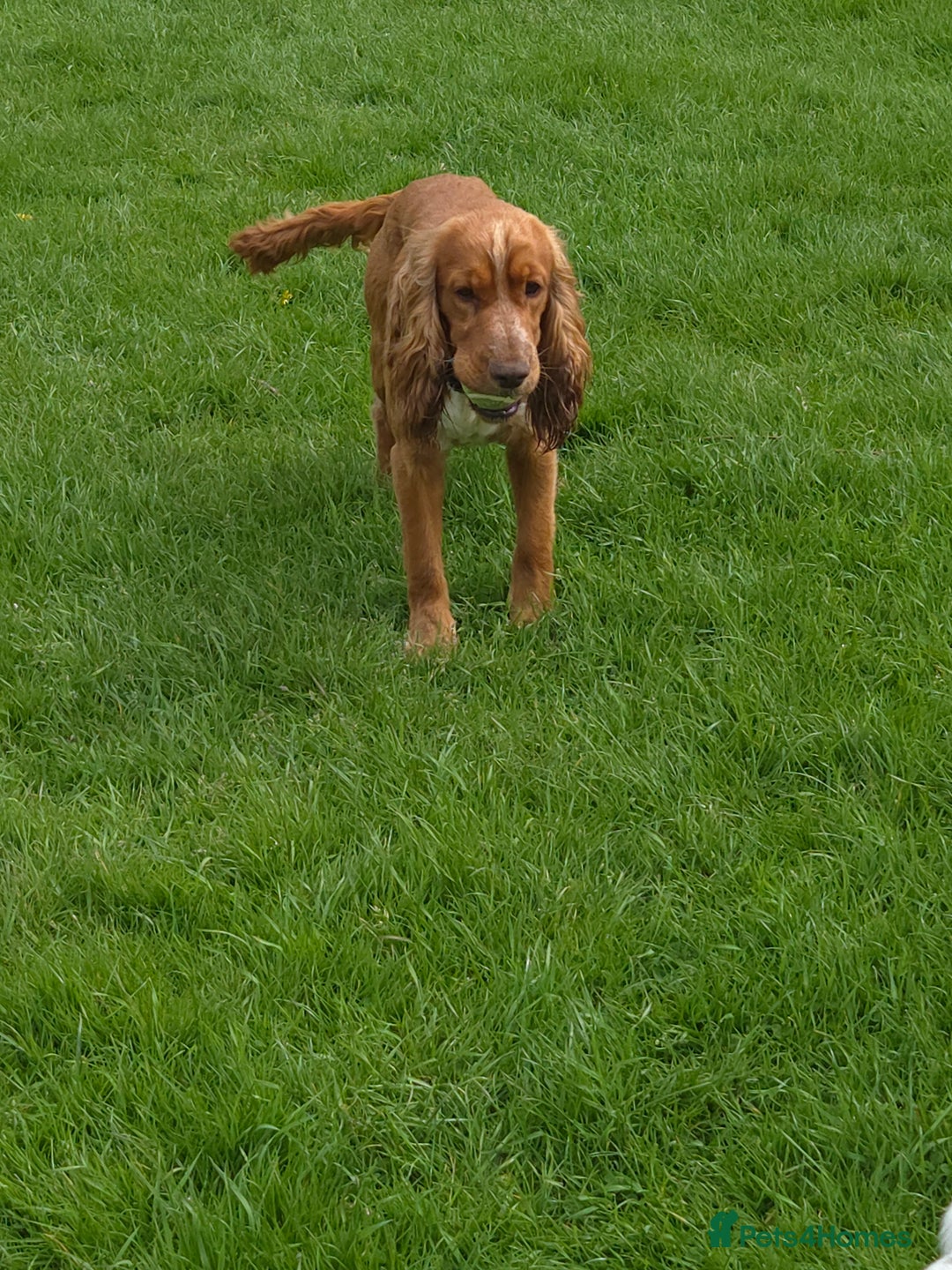 Cocker Spaniel dogs for sale: Male cocker spaniel  - Image 4