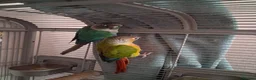 Conures birds for sale: 2 Green cheeked conures for sale in Aylesbury - Advert 3