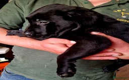 Labrador Retriever dogs for sale: Ready to go beautiful male labrador puppies - Image 2