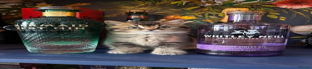 British Shorthair Kitten 2