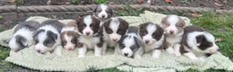 Border Collie dogs for sale: Gorgeous KC Registered Health Tested Border Collie - Advert 19